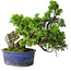 Juniperus chinensis Itoigawa, 22 cm, ± 9 jaar oud