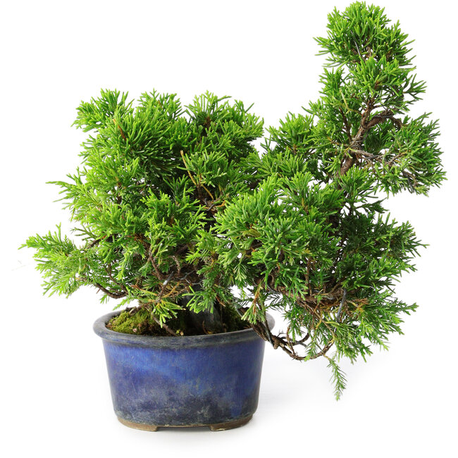Juniperus chinensis Itoigawa, 22 cm, ± 9 anni