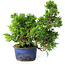 Juniperus chinensis Itoigawa, 22 cm, ± 9 Jahre alt