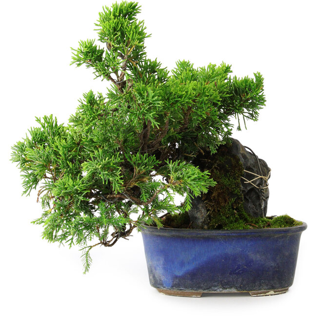 Juniperus chinensis Itoigawa, 22 cm, ± 9 jaar oud