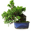 Juniperus chinensis Itoigawa, 22 cm, ± 9 jaar oud