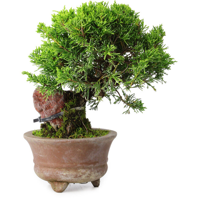 Juniperus chinensis Itoigawa, 21,5 cm, ± 9 years old