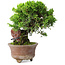 Juniperus chinensis Itoigawa, 21,5 cm, ± 9 jaar oud