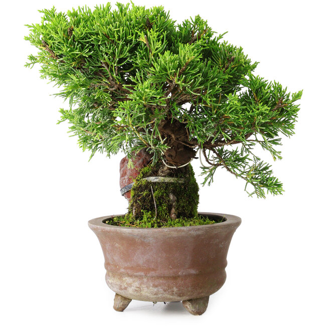 Juniperus chinensis Itoigawa, 21,5 cm, ± 9 years old