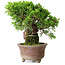 Juniperus chinensis Itoigawa, 21,5 cm, ± 9 años