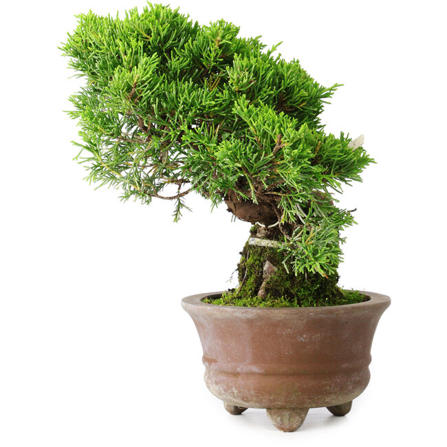 Juniperus chinensis Itoigawa, 21,5 cm, ± 9 años