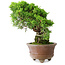 Juniperus chinensis Itoigawa, 21,5 cm, ± 9 jaar oud