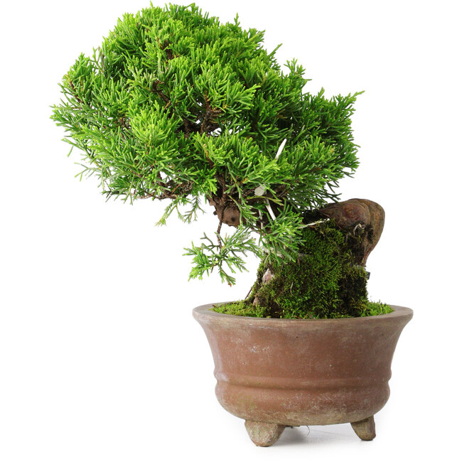 Juniperus chinensis Itoigawa, 21,5 cm, ± 9 years old