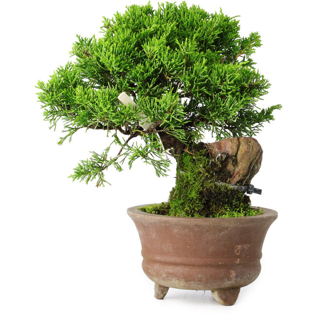 Juniperus chinensis Itoigawa, 21,5 cm, ± 9 ans