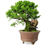 Juniperus chinensis Itoigawa, 21,5 cm, ± 9 years old