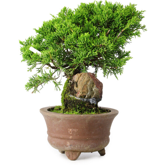 Juniperus chinensis Itoigawa, 21,5 cm, ± 9 años