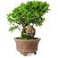 Juniperus chinensis Itoigawa, 21,5 cm, ± 9 años