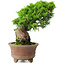 Juniperus chinensis Itoigawa, 21,5 cm, ± 9 años