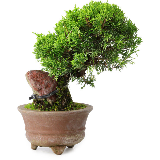 Juniperus chinensis Itoigawa, 21,5 cm, ± 9 Jahre alt