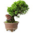 Juniperus chinensis Itoigawa, 21,5 cm, ± 9 Jahre alt