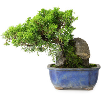Juniperus chinensis Itoigawa, 19,5 cm, ± 9 ans