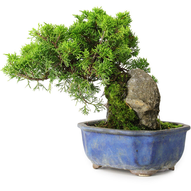 Juniperus chinensis Itoigawa, 19,5 cm, ± 9 years old