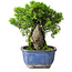 Juniperus chinensis Itoigawa, 19,5 cm, ± 9 Jahre alt