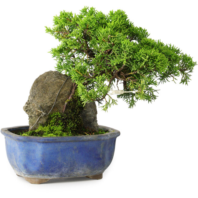 Juniperus chinensis Itoigawa, 19,5 cm, ± 9 jaar oud