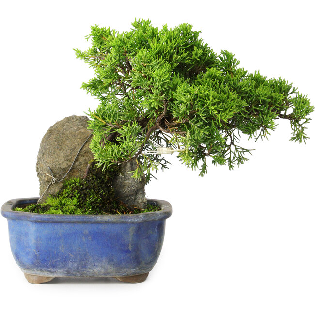 Juniperus chinensis Itoigawa, 19,5 cm, ± 9 ans