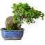 Juniperus chinensis Itoigawa, 19,5 cm, ± 9 anni