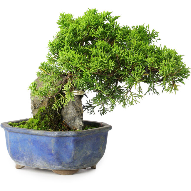 Juniperus chinensis Itoigawa, 19,5 cm, ± 9 jaar oud