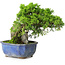 Juniperus chinensis Itoigawa, 19,5 cm, ± 9 jaar oud