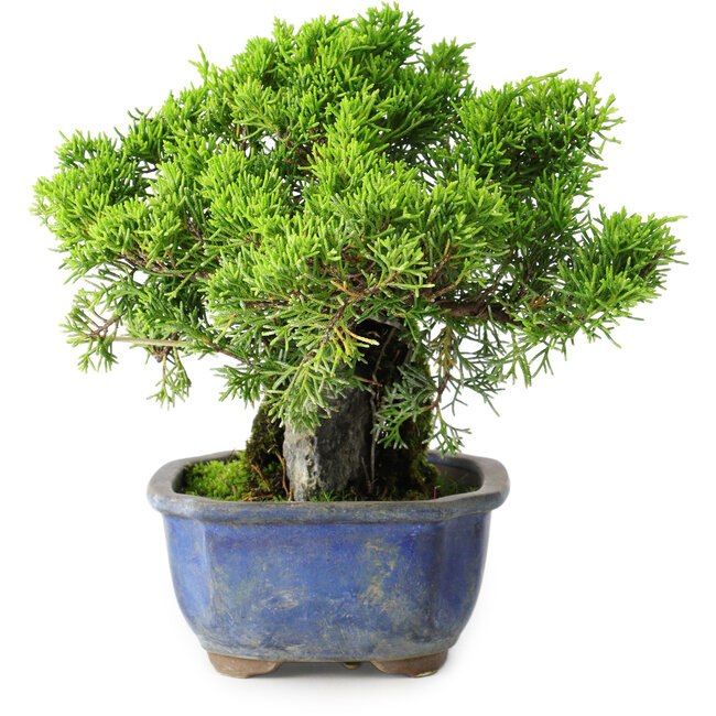 Juniperus chinensis Itoigawa, 19,5 cm, ± 9 ans