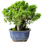 Juniperus chinensis Itoigawa, 19,5 cm, ± 9 Jahre alt