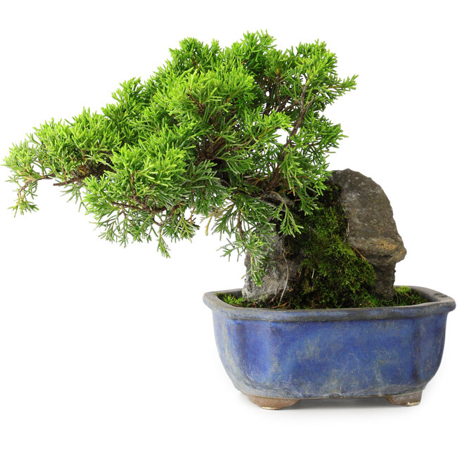 Juniperus chinensis Itoigawa, 19,5 cm, ± 9 jaar oud