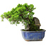 Juniperus chinensis Itoigawa, 19,5 cm, ± 9 anni