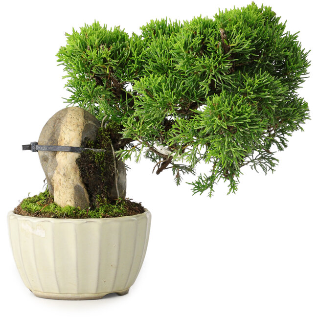 Juniperus chinensis Itoigawa, 20,5 cm, ± 9 anni