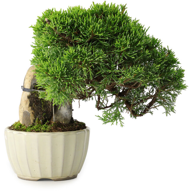 Juniperus chinensis Itoigawa, 20,5 cm, ± 9 ans
