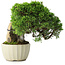 Juniperus chinensis Itoigawa, 20,5 cm, ± 9 jaar oud