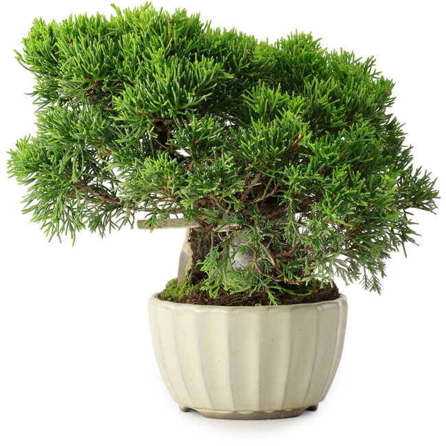 Juniperus chinensis Itoigawa, 20,5 cm, ± 9 Jahre alt