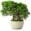 Juniperus chinensis Itoigawa, 20,5 cm, ± 9 anni