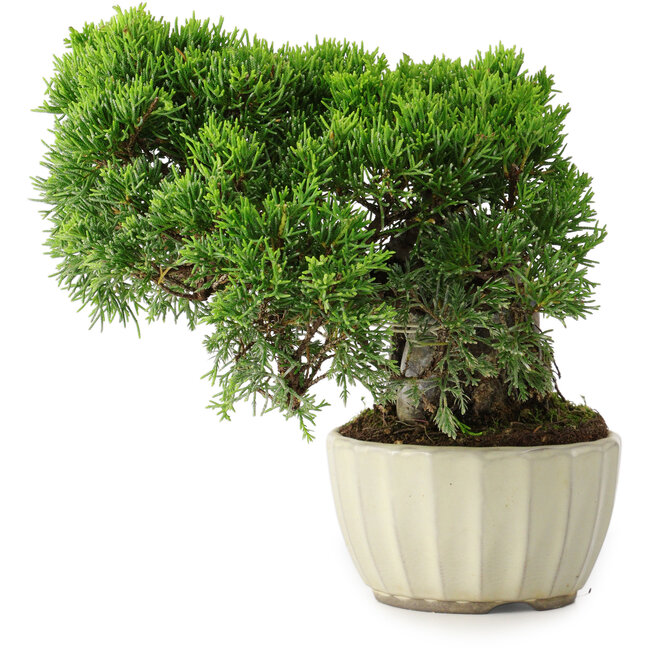 Juniperus chinensis Itoigawa, 20,5 cm, ± 9 anni