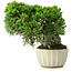 Juniperus chinensis Itoigawa, 20,5 cm, ± 9 ans