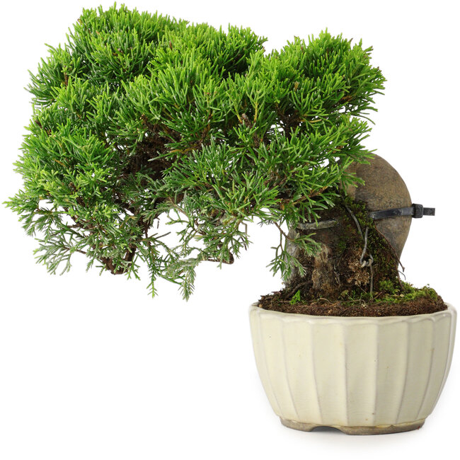 Juniperus chinensis Itoigawa, 20,5 cm, ± 9 años