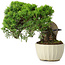 Juniperus chinensis Itoigawa, 20,5 cm, ± 9 anni
