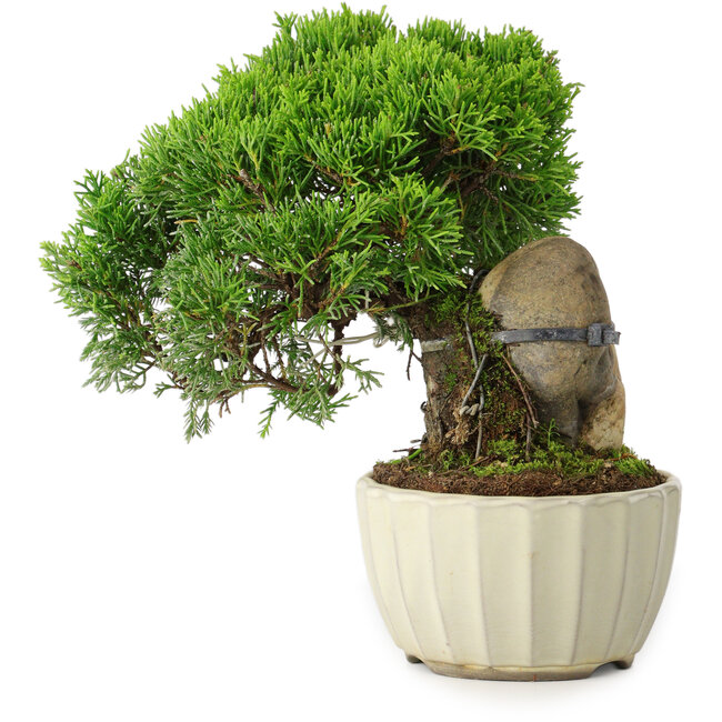 Juniperus chinensis Itoigawa, 20,5 cm, ± 9 ans