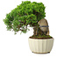 Juniperus chinensis Itoigawa, 20,5 cm, ± 9 anni