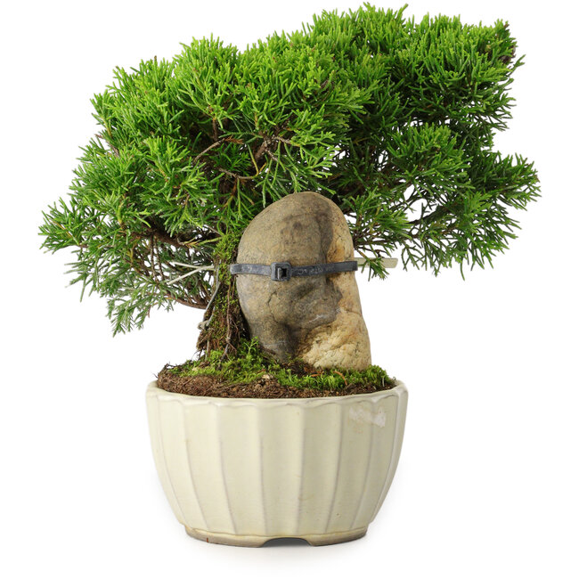 Juniperus chinensis Itoigawa, 20,5 cm, ± 9 years old