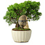 Juniperus chinensis Itoigawa, 20,5 cm, ± 9 anni