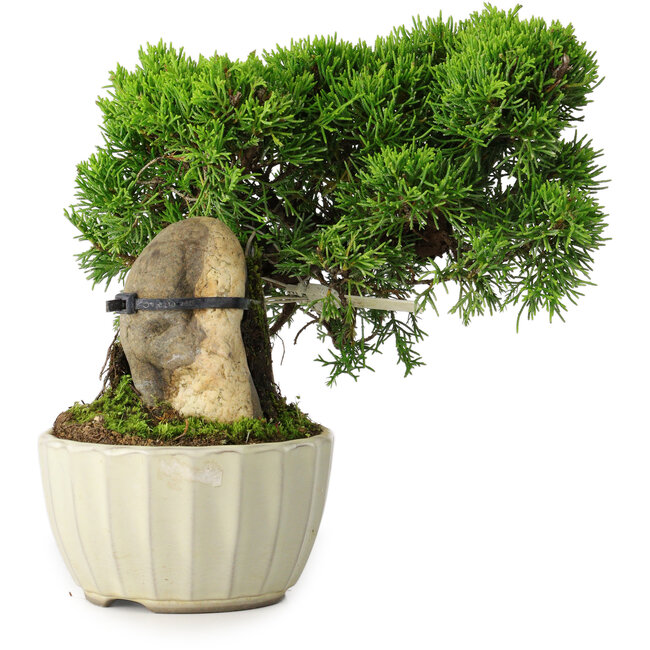 Juniperus chinensis Itoigawa, 20,5 cm, ± 9 years old