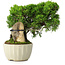 Juniperus chinensis Itoigawa, 20,5 cm, ± 9 jaar oud