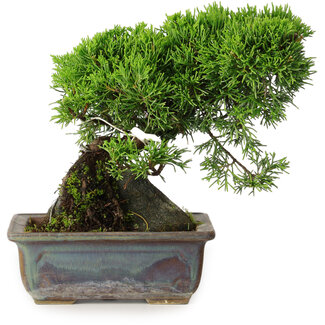 Juniperus chinensis Itoigawa, 18 cm, ± 9 Jahre alt