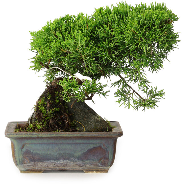Juniperus chinensis Itoigawa, 18 cm, ± 9 Jahre alt