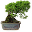 Juniperus chinensis Itoigawa, 18 cm, ± 9 ans