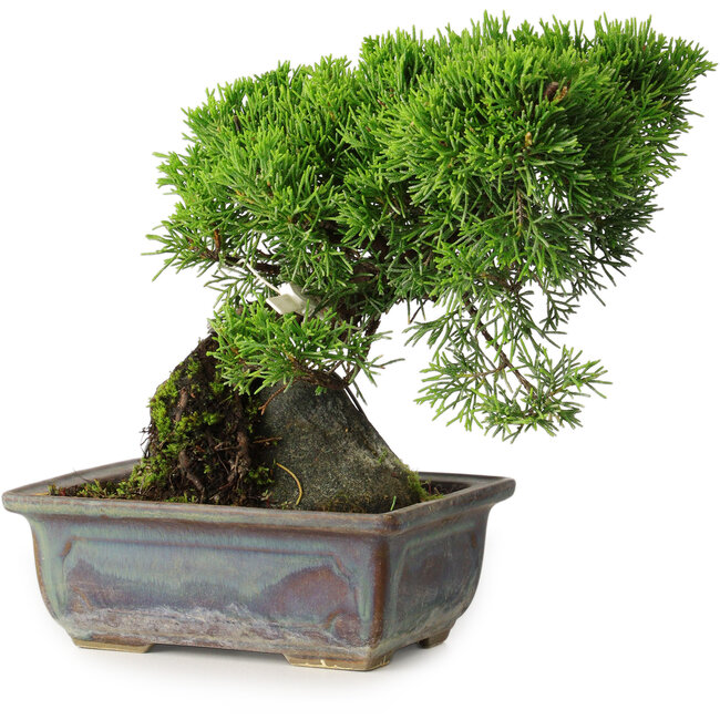 Juniperus chinensis Itoigawa, 18 cm, ± 9 años